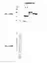 Fig. 147 - IMMUNIZATION AGAINST CHLAMYDIA PNEUMONIAE
