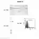 Fig. 19 - IMMUNIZATION AGAINST CHLAMYDIA PNEUMONIAE