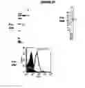 Fig. 23 - IMMUNIZATION AGAINST CHLAMYDIA PNEUMONIAE