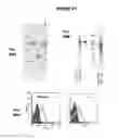 Fig. 25 - IMMUNIZATION AGAINST CHLAMYDIA PNEUMONIAE