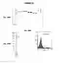 Fig. 26 - IMMUNIZATION AGAINST CHLAMYDIA PNEUMONIAE