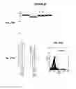 Fig. 28 - IMMUNIZATION AGAINST CHLAMYDIA PNEUMONIAE