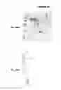 Fig. 37 - IMMUNIZATION AGAINST CHLAMYDIA PNEUMONIAE