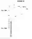 Fig. 77 - IMMUNIZATION AGAINST CHLAMYDIA PNEUMONIAE