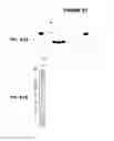 Fig. 82 - IMMUNIZATION AGAINST CHLAMYDIA PNEUMONIAE