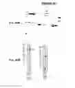 Fig. 91 - IMMUNIZATION AGAINST CHLAMYDIA PNEUMONIAE