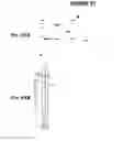 Fig. 92 - IMMUNIZATION AGAINST CHLAMYDIA PNEUMONIAE