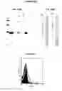 Fig. 94 - IMMUNIZATION AGAINST CHLAMYDIA PNEUMONIAE