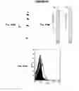 Fig. 95 - IMMUNIZATION AGAINST CHLAMYDIA PNEUMONIAE