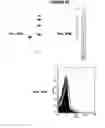 Fig. 96 - IMMUNIZATION AGAINST CHLAMYDIA PNEUMONIAE