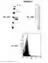 Fig. 98 - IMMUNIZATION AGAINST CHLAMYDIA PNEUMONIAE