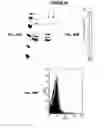 Fig. 99 - IMMUNIZATION AGAINST CHLAMYDIA PNEUMONIAE