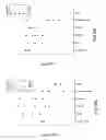 Fig. 19 - COMPOUNDS AND METHODS FOR IMMUNOTHERAPY AND DIAGNOSIS OF TUBERCULOSIS