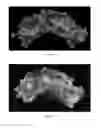 Fig. 06 - Fibromodulin peptide