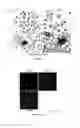 Fig. 18 - Fibromodulin peptide