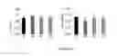 Fig. 24 - Fibromodulin peptide