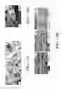 Fig. 23 - Electrospun silk material systems for wound healing