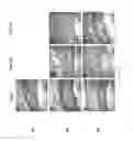Fig. 10 - SILK FIBROIN HYDROGELS AND USES THEREOF