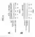 Fig. 09 - Compositions for inhibiting redox-sensitive GTPases