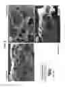 Fig. 07 - Amorphous Protein Extrudates