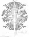 Fig. 01 - Three-dimensional branching structures and methods for making and using same