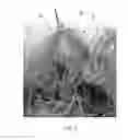 Fig. 05 - Tufted fibrous web