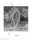 Fig. 09 - Tufted fibrous web