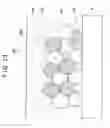 Fig. 13 - POWER GENERATION CELL FOR SOLID ELECTROLYTE FUEL CELL AND STRUCTURE OF FUEL ELECTRODE THEREOF