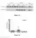 Fig. 02 - System for Detection of Occult Murine Cytomegalovirus (MCMV)