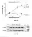Fig. 06 - System for Detection of Occult Murine Cytomegalovirus (MCMV)