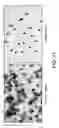 Fig. 24 - Rare Cell Analysis Using Sample Splitting And DNA Tags