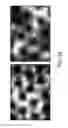 Fig. 25 - Rare Cell Analysis Using Sample Splitting And DNA Tags