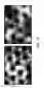 Fig. 25 - Rare Cell Analysis Using Sample Splitting And DNA Tags