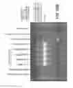 Fig. 40 - Rare Cell Analysis Using Sample Splitting And DNA Tags