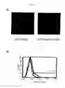 Fig. 05 - Detection of cells expressing T1R2 taste receptor