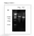 Fig. 26 - SINGLE-MOLECULE PCR FOR AMPLIFICATION FROM A SINGLE NUCLEOTIDE STRAND