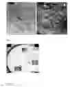 Fig. 05 - Spontaneously contracting fish cell aggregates, use thereof and method for the production thereof