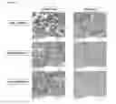 Fig. 04 - Antibodies for the detection of integrin complexes in FFPE material
