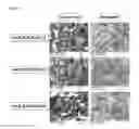 Fig. 08 - Antibodies for the detection of integrin complexes in FFPE material