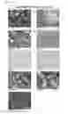 Fig. 16 - Antibodies for the detection of integrin complexes in FFPE material