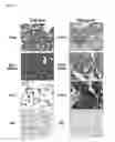 Fig. 19 - Antibodies for the detection of integrin complexes in FFPE material