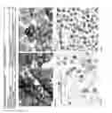 Fig. 24 - Antibodies for the detection of integrin complexes in FFPE material