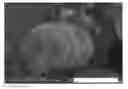 Fig. 01 - POWDERY LIPASE PREPARATION AND USE THEREOF