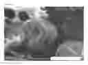 Fig. 03 - POWDERY LIPASE PREPARATION AND USE THEREOF