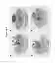 Fig. 06 - Materials for magnetizing cells and magnetic manipulation
