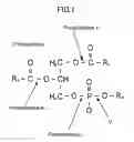 Fig. 02 - NOVEL MICROBE, LIPID MODIFYING AGENT, PROCESS FOR PRODUCING 2-ACYL-LYSOPHOSPHOLIPID, PROCESS FOR PRODUCING DIACYLGLYCEROL, PROCESS FOR PRODUCING CERAMIDE, AND METHOD OF DEGUMMING OIL OR FAT