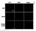 Fig. 01 - Medium composition comprising neuropeptide Y for the generation, maintenance, prolonged undifferentiated growth of pluripotent stem cells and method of culturing pluripotent stem cell using the same