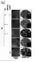 Fig. 08 - Medium composition comprising neuropeptide Y for the generation, maintenance, prolonged undifferentiated growth of pluripotent stem cells and method of culturing pluripotent stem cell using the same