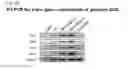Fig. 28 - Medium composition comprising neuropeptide Y for the generation, maintenance, prolonged undifferentiated growth of pluripotent stem cells and method of culturing pluripotent stem cell using the same