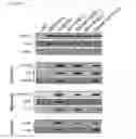 Fig. 30 - Medium composition comprising neuropeptide Y for the generation, maintenance, prolonged undifferentiated growth of pluripotent stem cells and method of culturing pluripotent stem cell using the same